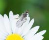 Empis sp.